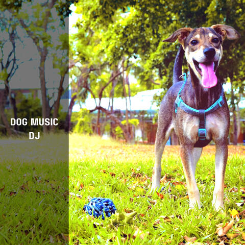 Music For Scared Dogs