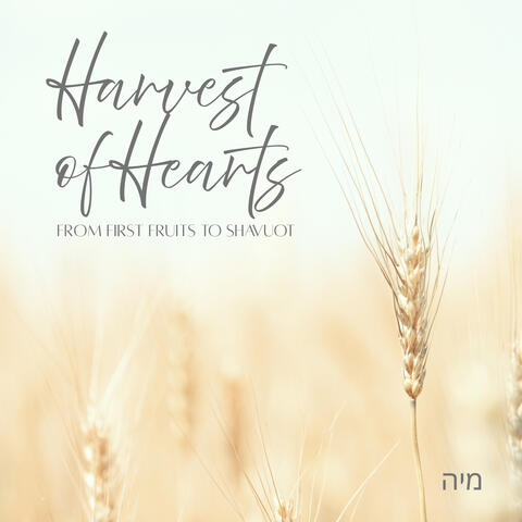 Harvest of Hearts - From First Fruits to Shavuot