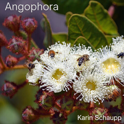 Angophora (Allemande)