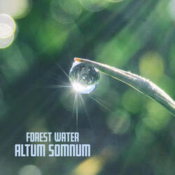 Forest Water