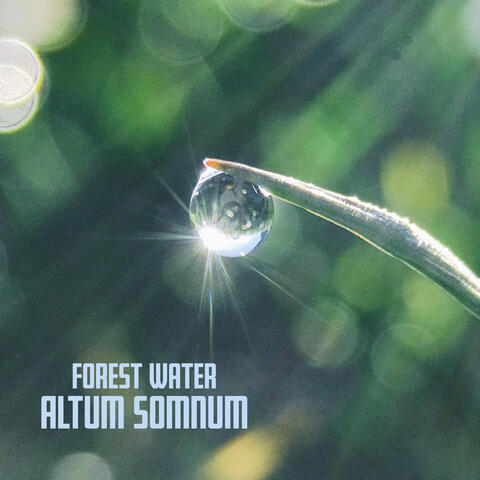 Forest Water