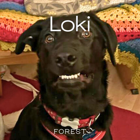Loki