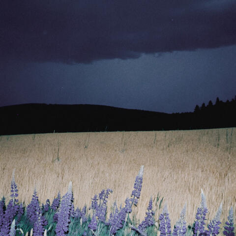 lavender was here