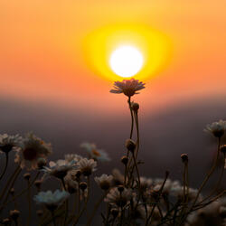 Iris shines
