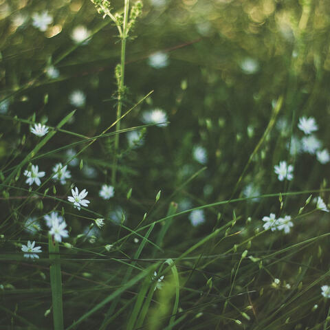 Jasmine Drifts