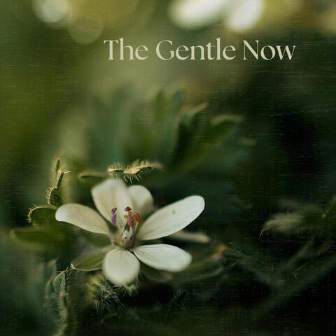 The Gentle Now