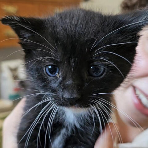 How I Adopted 5 Cats - Purring ASMR Storytime