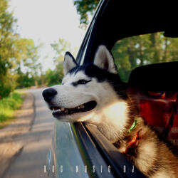 Help Your Dog Relax In The Car