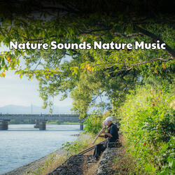 Forest Sounds for Focus