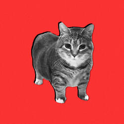 Oiia Cat