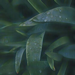 Rain Come