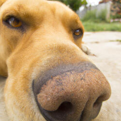 dog life