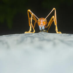 ant life