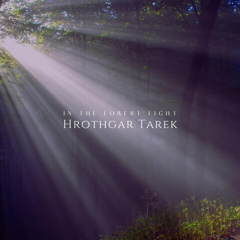 In The Forest Light
