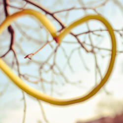 always in my heart