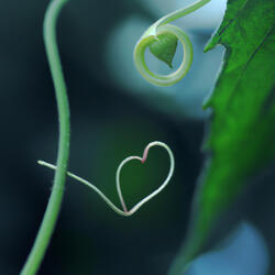 My heart holds a secret