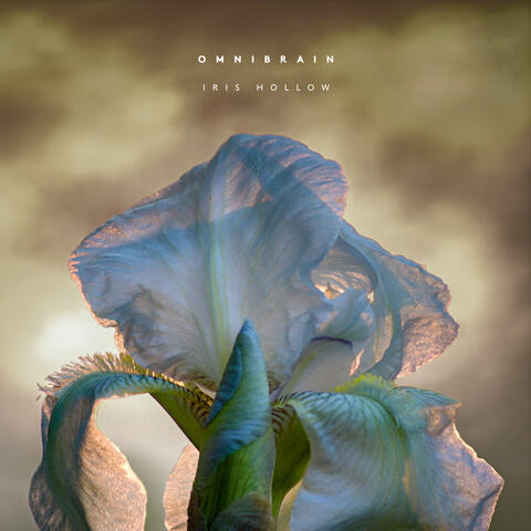 Iris Hollow