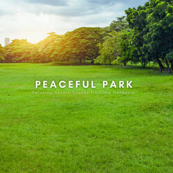 Afternoon Breeze in the Park