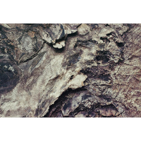 Inertia