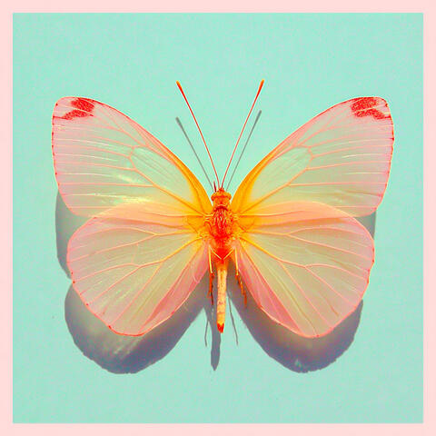 Papillon