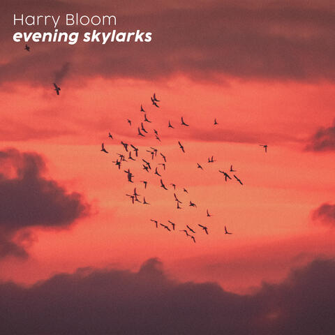 evening skylarks