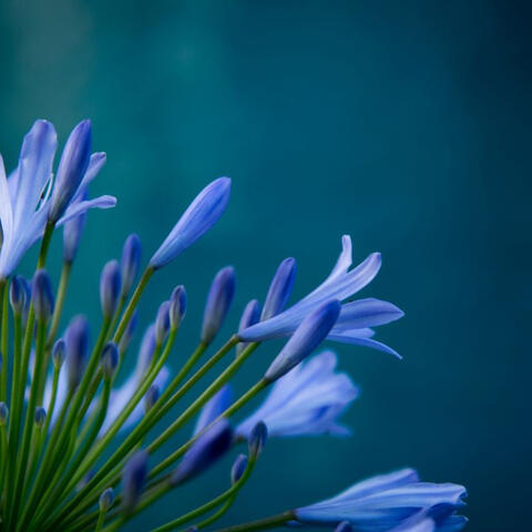 Bloom