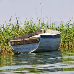 Ripples of Life