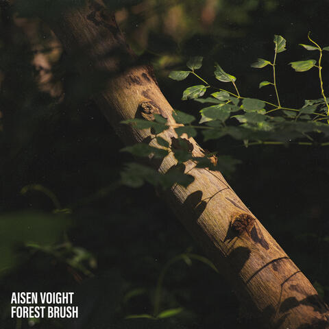 Forest Brush