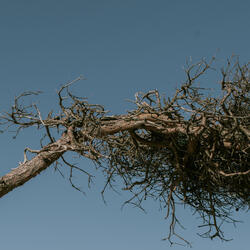 Don't Feed The Birds