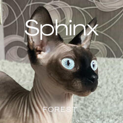Sphinx