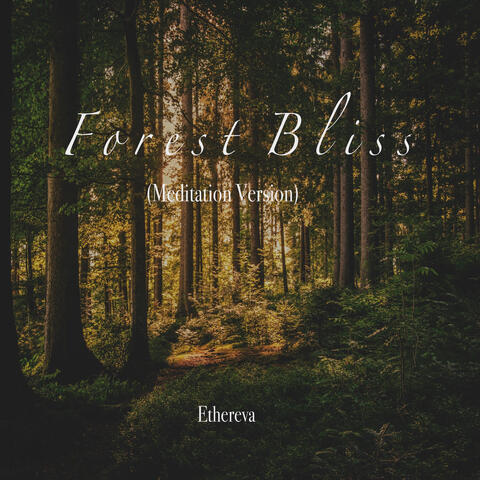 Forest Bliss (Meditation Version)