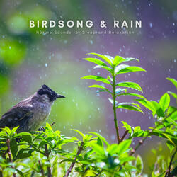 Forest Rain with Early Morning Birds