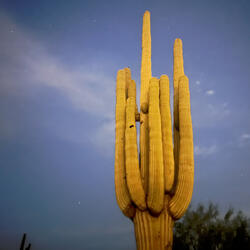 Cactus Tree
