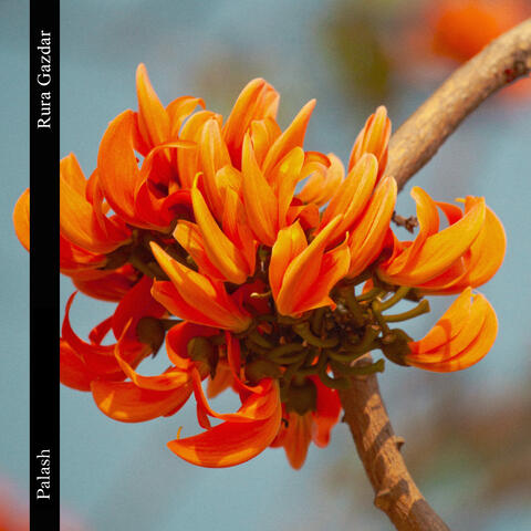 Palash