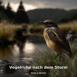 Vögel nach Regenfall, Pt.7