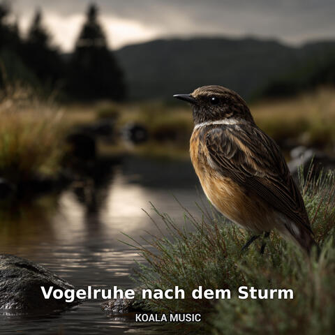 Vogelruhe nach dem Sturm