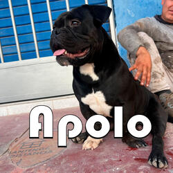 Apolo