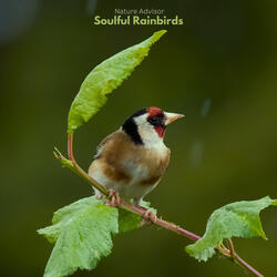 Soulful Rainbirds
