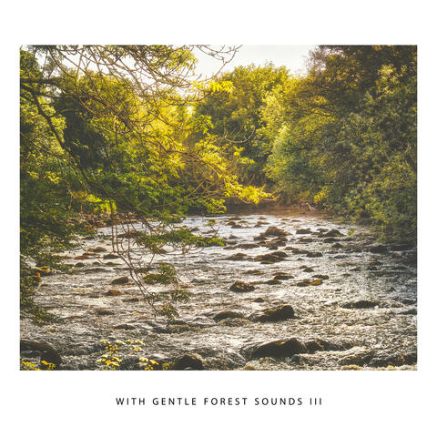 With Gentle Forest Sounds III