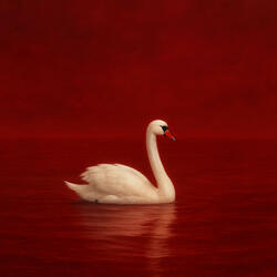GOOSE