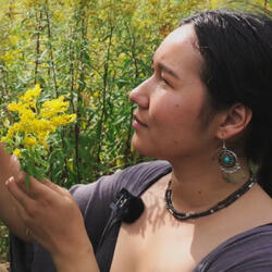 Picking Fresh Chamomile in the Garden