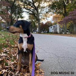 Missy in the Moonlight