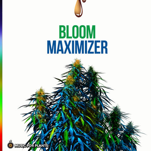Bloom Maximizer