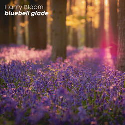 bluebell glade
