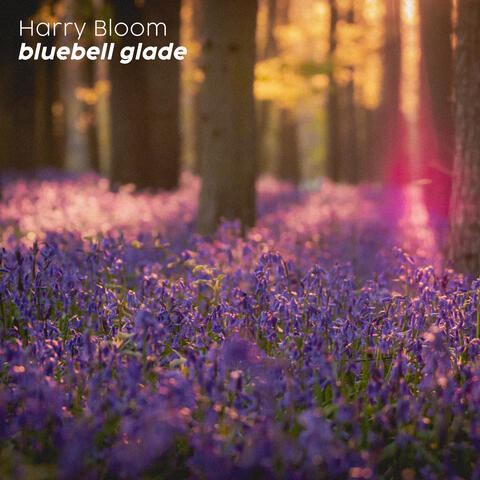 bluebell glade