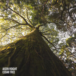Cedar Tree