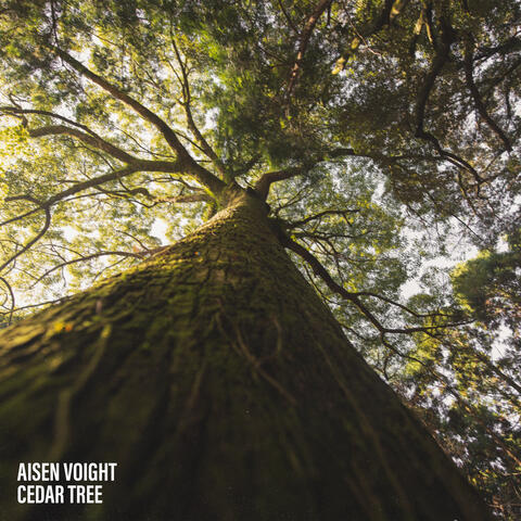 Cedar Tree