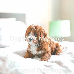 Piano Jazz Soundtrack for Cute Dogs