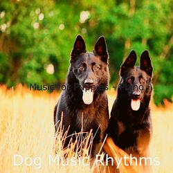 Pulsating Solo Piano Jazz - Vibe for Training Dogs