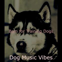 Energetic Solo Piano Jazz - Vibe for Training Dogs
